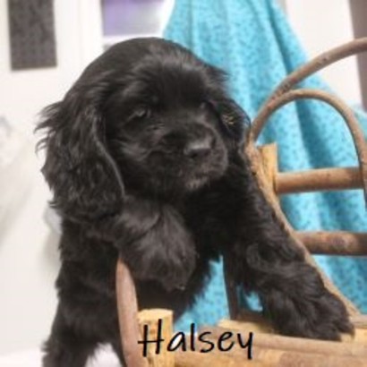 puppy, for, sale, Cocker Spaniel, Joe & Cherri  Overlease, dog, breeder, Miller, MO, dog-breeder, puppy-for-sale, forsale, nearby, find, puppyfind, locator, puppylocator, aca